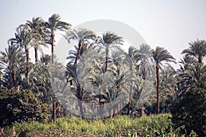 Vegetation along the Nile Rive, Egypt photo