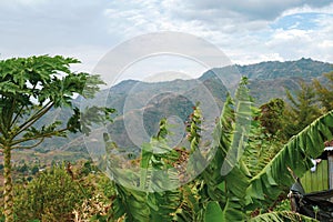 Vegetation along the rim of Kerio valley in Baringo County, y