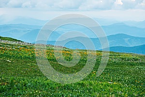 Vegetation of Alpine meadows of Altai. Away mountain ranges. Cloudy sky