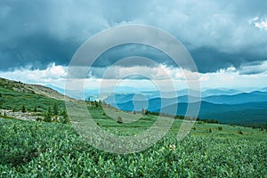 Vegetation of Alpine meadows of Altai. Away mountain ranges. Cloudy sky