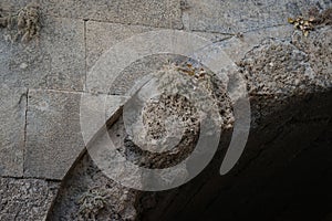 Vegetation on the ancient walls of the Hellenistic vaults of the Acropolis of Lindos. Rhodes Island, Dodecanese, Greece