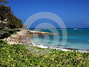 Vegetation at Antigua shore