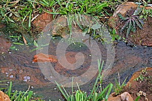 VEGETATION AROUND WATER STREAM