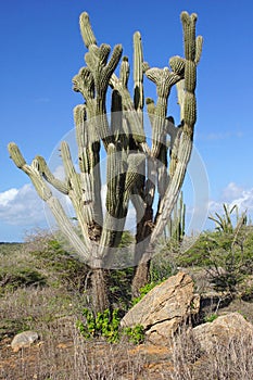 Vegetation of Aruba, ABC Islands
