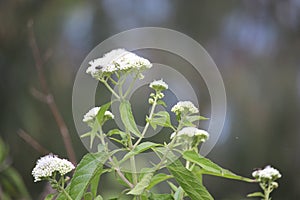 Vegetation in Baluran National Park, Indonesia