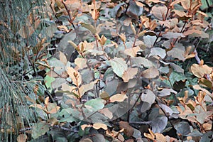 Vegetation in Baluran National Park, Indonesia