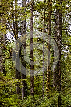 Vegetation in BC's Coastal Rainforest, Canada