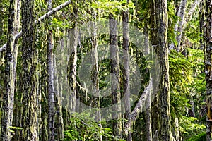 Vegetation in BC's Coastal Rainforest, Canada