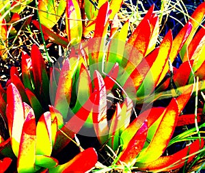 Vegetation of the beach