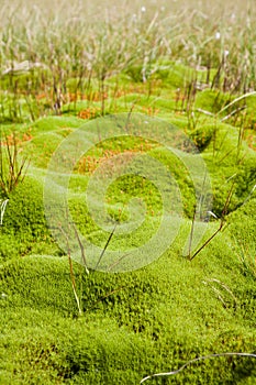 Vegetation in a bog