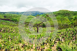 Vegetation of the Brazilian Cerrado on the hills