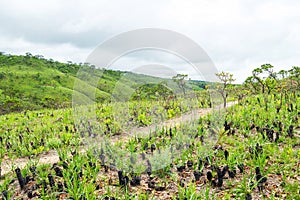 Vegetation of the Brazilian Cerrado, CapitÃÂ³lio MG Brazil photo