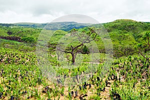 Vegetation of the Brazilian Cerrado on the hills photo