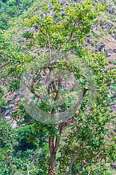 Vegetation of the brazilian Cerrado Mineiro