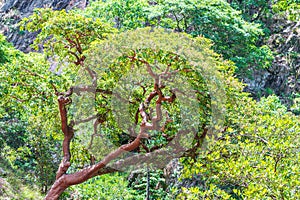 Vegetation of the brazilian Cerrado Mineiro