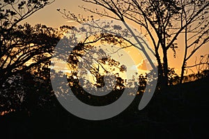 Vegetation of the Brazilian northeast semi-arid illuminated with the warm colors of the sunset photo