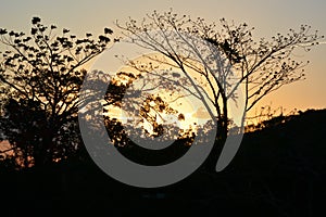 Vegetation of the Brazilian northeast semi-arid illuminated with the warm colors of the sunset photo