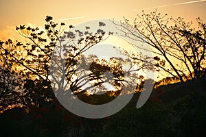 Vegetation of the Brazilian northeast semi-arid illuminated with the warm colors of the sunset photo