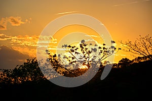 Vegetation of the Brazilian northeast semi-arid illuminated with the warm colors of the sunset photo