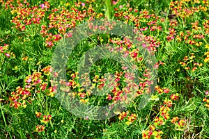 Vegetation in Brembo park photo