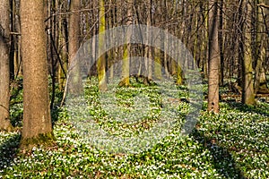 Vegetation carpet of snowdrops in floodplain forest