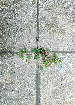 vegetation between the cement tiles