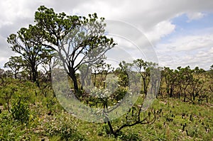 Vegetation of the Cerrado photo