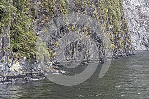 Vegetation clinging on steep cliff face at fjord shore,  Milford Sound, New Zealand