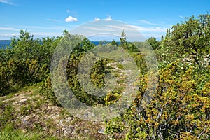 The vegetation is close to the sea