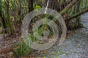 Vegetation colonising fallen tree