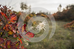 The vegetation colors in Autumn