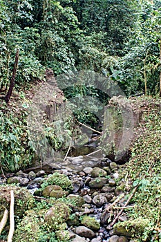 Vegetation in the Cotacachi Cayapas Ecological Reserve