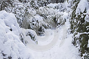 Vegetation covered of snow