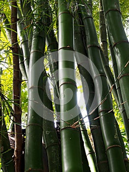 Vegetation Of Cuba