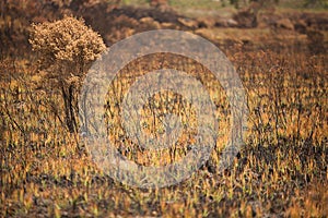 Vegetation damaged by bushfire