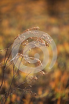 Vegetation damaged by bushfire