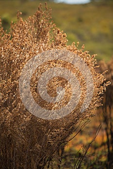 Vegetation damaged by bushfire