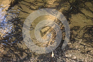 Vegetation Debris in Shallow Water. Boise River.