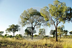 Vegetation in desert - Australia