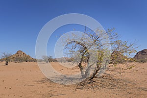Vegetation in desert landscape