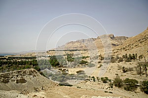 Vegetation in desert landscape