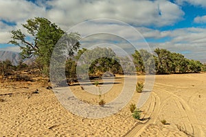 Vegetation on the dry Ugab River, Namibia