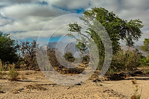 Vegetation on the dry Ugab River, Namibia