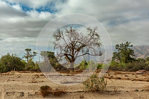 Vegetation on the dry Ugab River, Namibia