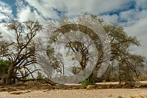 Vegetation on the dry Ugab River, Namibia