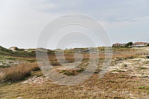 Vegetation on the dunes photo