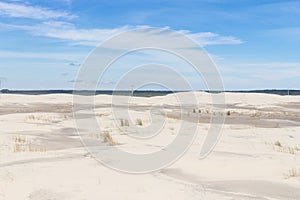 Vegetation on the dunes at Lagoa do Peixe National Park