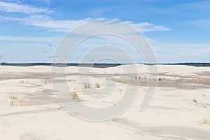 Vegetation on the dunes at Lagoa do Peixe National Park photo