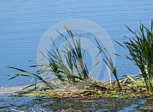 Vegetation At Edge Of Lake With Cattails Or Typha Latifolia