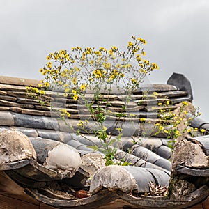 Vegetation flower on korean traditional style tiled roof in the Yangdong Folk Village. Gyeongju, South Korea, Asia